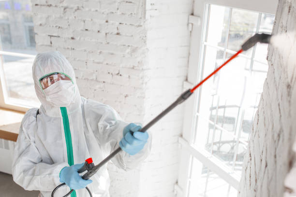 Best Basement Mold Removal  in Macungie, PA