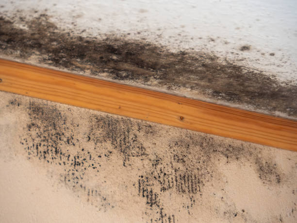 Biohazard Mold Removal in Macungie, PA
