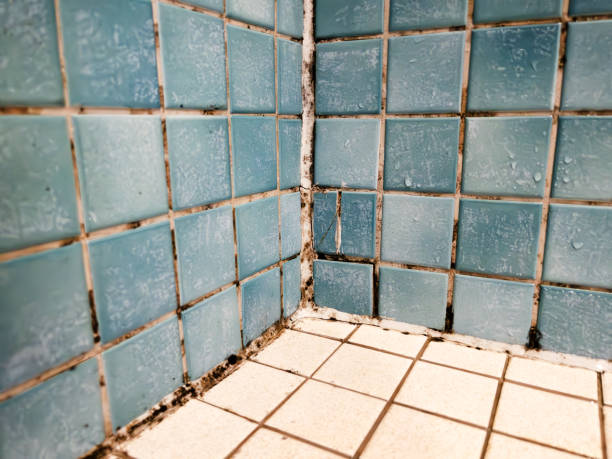 Best Mold Prevention Services  in Macungie, PA