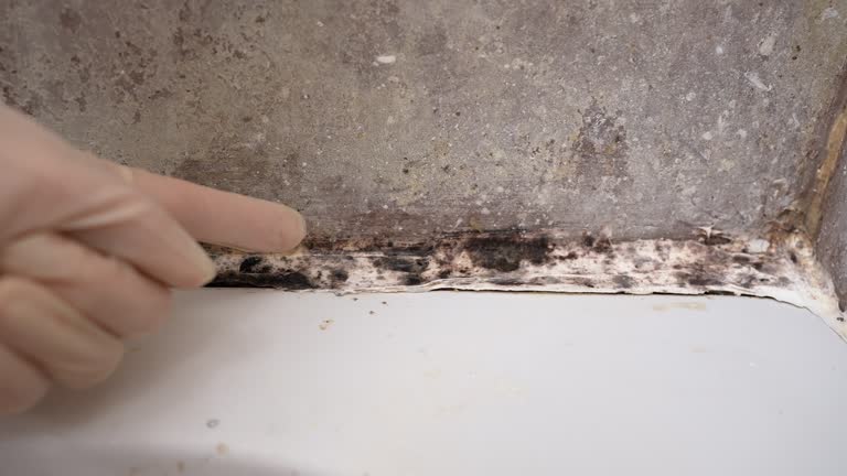 Best Industrial Mold Remediation  in Macungie, PA